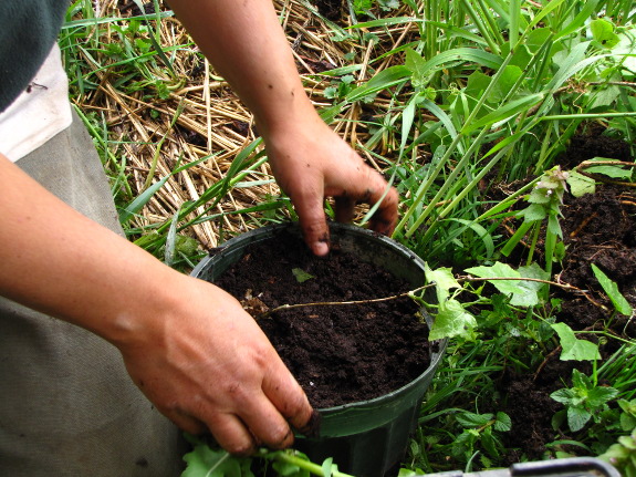 Perennial cucumber