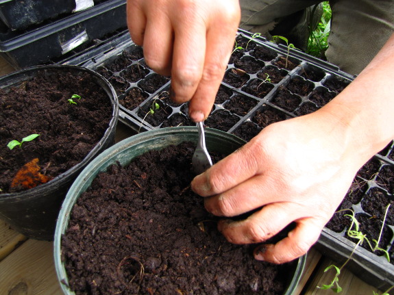 Repotting