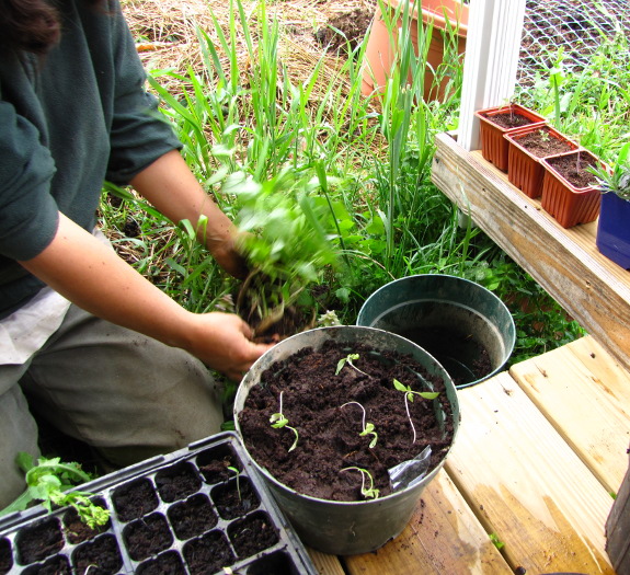 Separating tindora plants