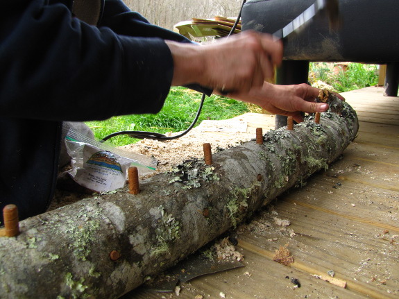 Inoculating a mushroom log