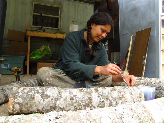 Plugging a mushroom log