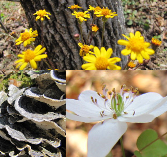 Spring flowers