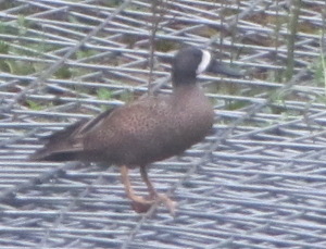 Blue-winged teal