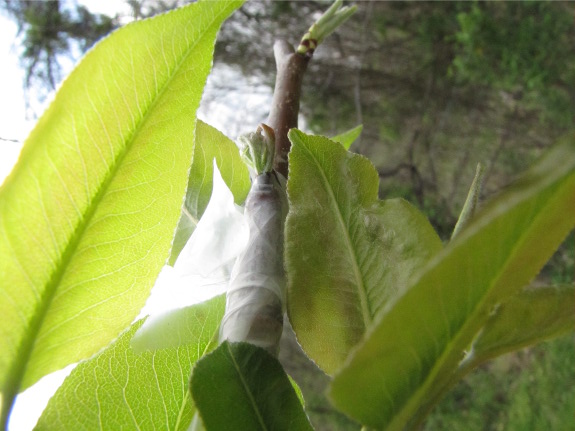 Pear graft budding out