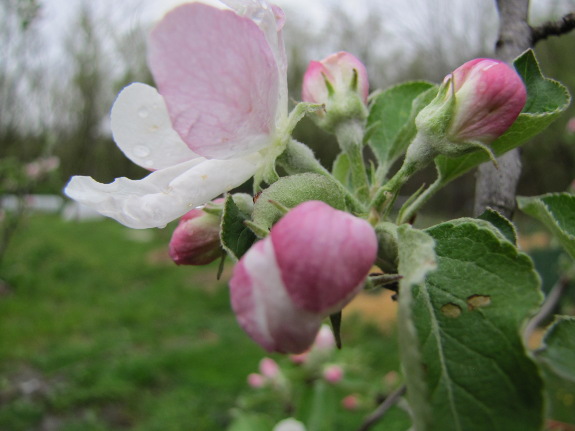 Apple blossoms