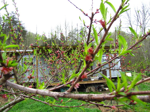 Fruit set on peach tree