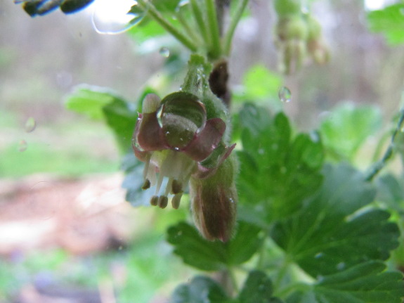 Gooseberry flower