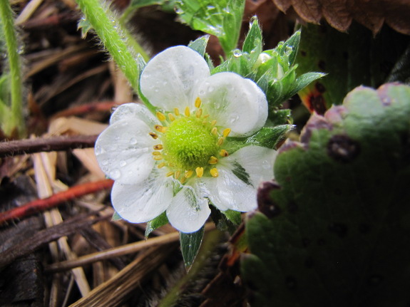 Strawberry flower