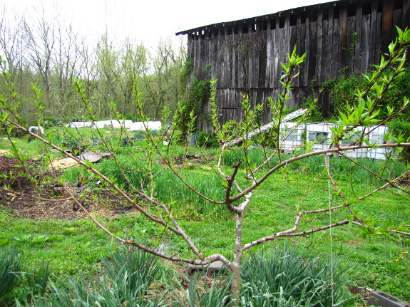 Young peach tree