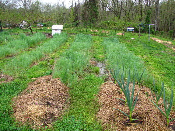 Rye cover crop