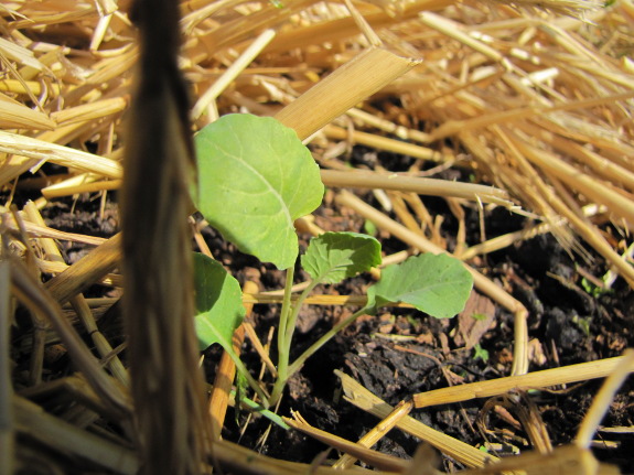 Seedling started inside