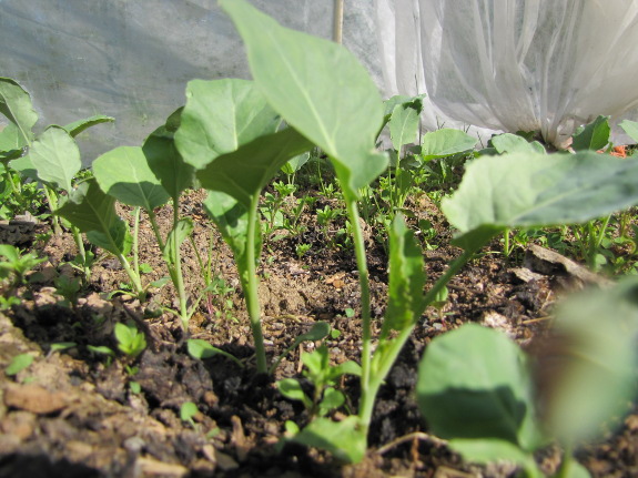 Starting broccoli sets under quick hoops