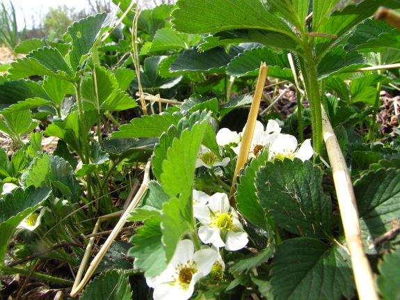 Strawberry blossoms