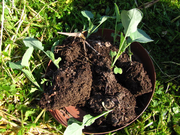 Transplanting broccoli