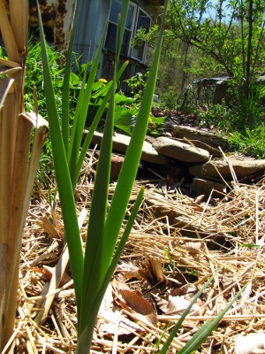 Greywater wetland