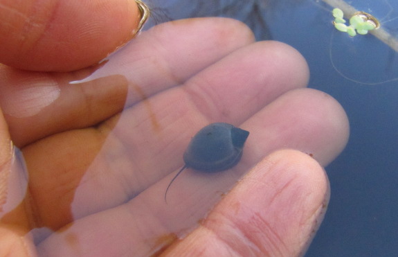 Tadpole snail