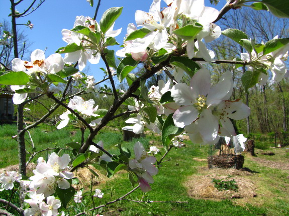 Apple blossoms