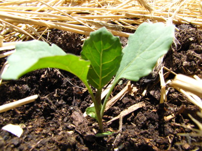 Broccoli seedling