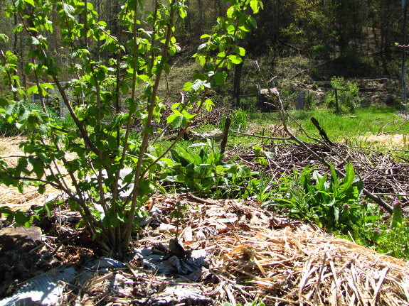 Hazel and comfrey