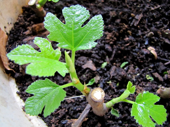 Rooted fig cutting
