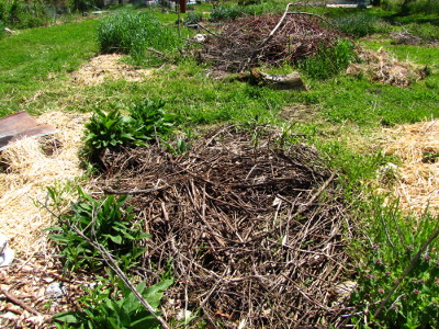 Rotting brush piles