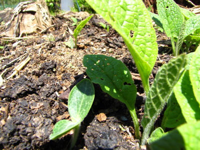 Young comfrey