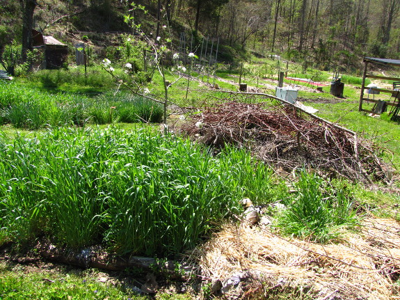 Young forest garden