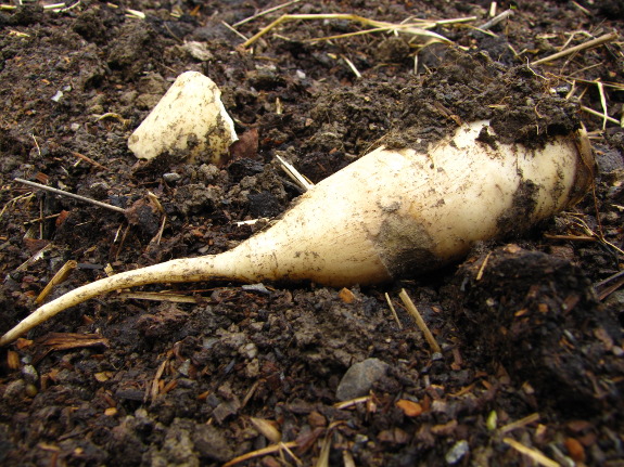 Overwintered oilseed radish