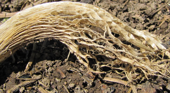 Rotting oilseed radish