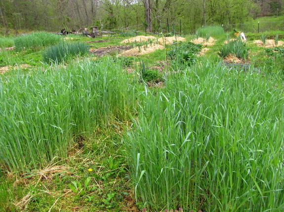 Rye cover crop