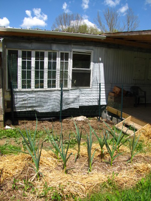 Trellis on south windows