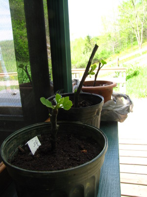 Cuttings in the shade