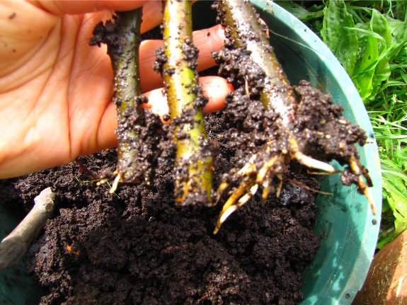 Fig roots