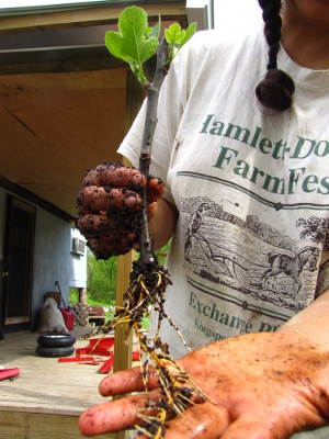 Rooted fig cutting