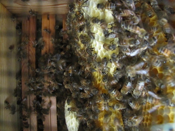 Bees building comb