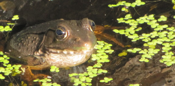 Frog amid duckweed