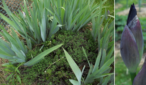 Iris polyculture