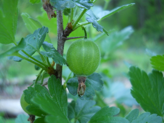 Young gooseberry