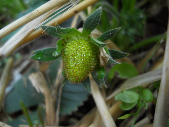 Young strawberry