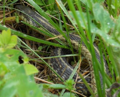 Garter snake