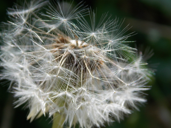 Dandelion fluff