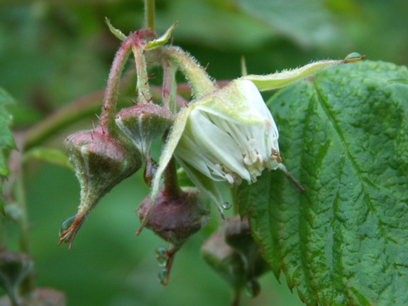 Raspberry flower