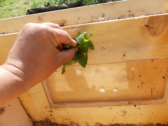 Smear bee balm