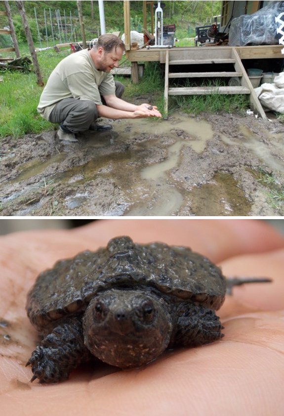 baby snapping turtle close up