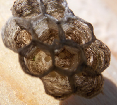 Wasp nest