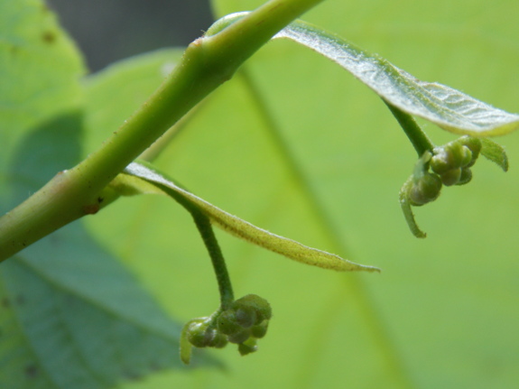 Basswood flower buds