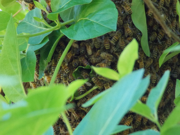 Bee swarm closeup