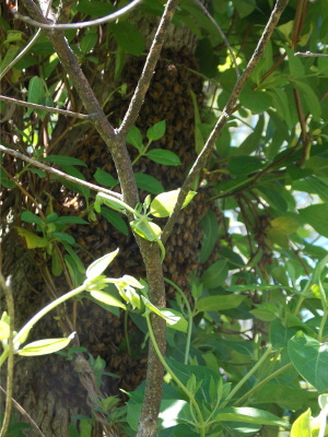 Honeybee swarm