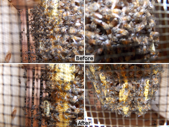Inside hive before and after swarm