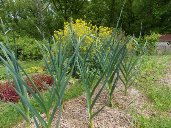 Garlic and kale flowers